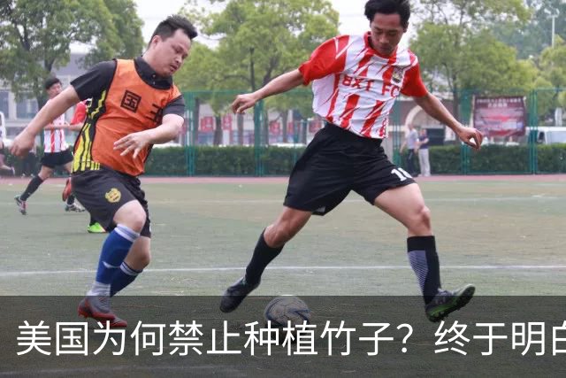 美国为何禁止种植竹子？终于明白，原来竹子比我们想象的更可怕